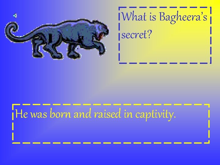 What is Bagheera’s secret? He was born and raised in captivity. 