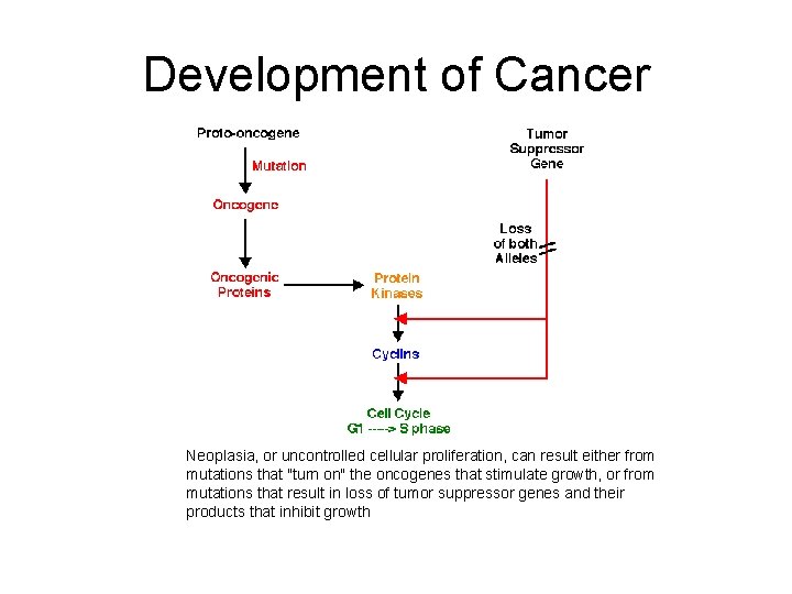 Development of Cancer Neoplasia, or uncontrolled cellular proliferation, can result either from mutations that