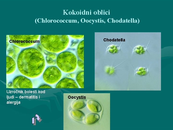 Kokoidni oblici (Chlorococcum, Oocystis, Chodatella) Chlorococcum Uzročnik bolesti kod ljudi – dermatitis i alergija