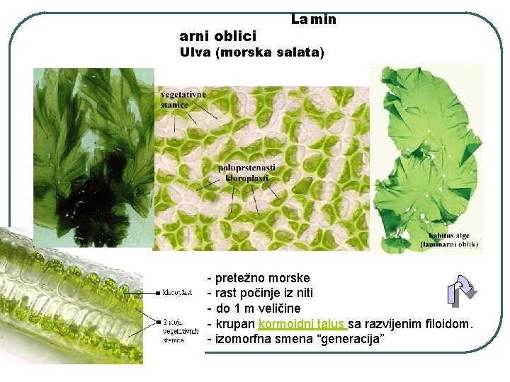 arni oblici Lamin Ulva (morska salata) - pretežno morske - rast počinje iz niti