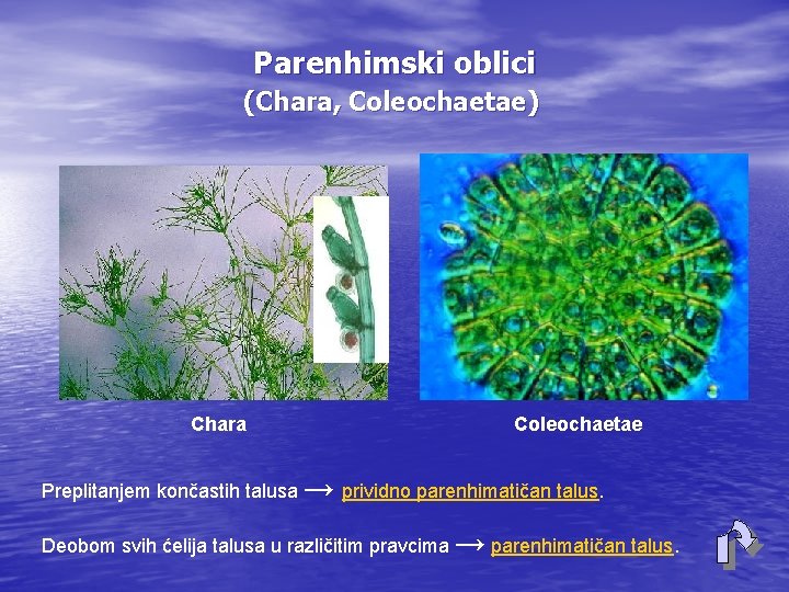 Parenhimski oblici (Chara, Coleochaetae) Chara Coleochaetae Preplitanjem končastih talusa → prividno parenhimatičan talus. Deobom