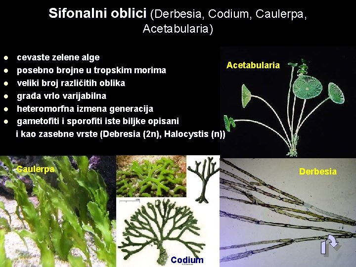 Sifonalni oblici (Derbesia, Codium, Caulerpa, Acetabularia) l l l cevaste zelene alge Acetabularia posebno