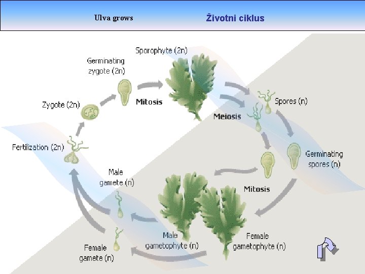 Ulva grows Životni ciklus 