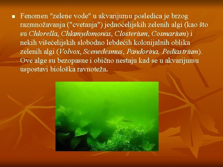 n Fenomen "zelene vode" u akvarijumu posledica je brzog razmnožavanja ("cvetanja") jednoćelijskih zelenih algi