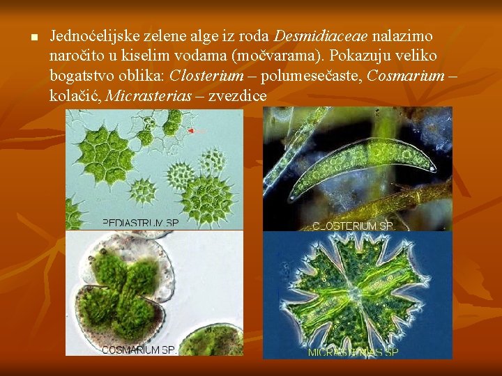 n Jednoćelijske zelene alge iz roda Desmidiaceae nalazimo naročito u kiselim vodama (močvarama). Pokazuju