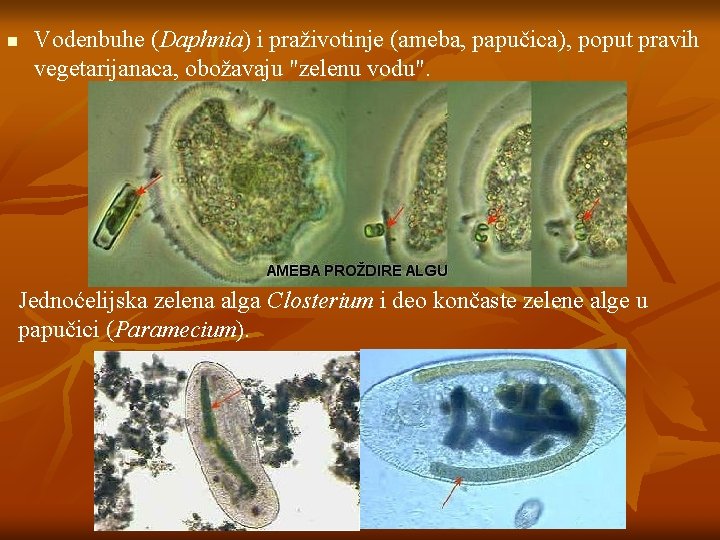 n Vodenbuhe (Daphnia) i praživotinje (ameba, papučica), poput pravih vegetarijanaca, obožavaju "zelenu vodu". Jednoćelijska