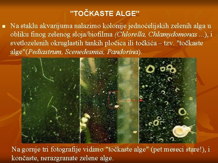 "TOČKASTE ALGE" n Na staklu akvarijuma nalazimo kolonije jednoćelijskih zelenih alga u obliku finog