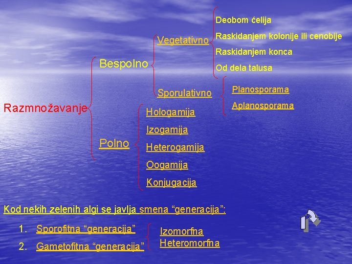 Deobom ćelija Vegetativno Raskidanjem kolonije ili cenobije Raskidanjem konca Bespolno Od dela talusa Sporulativno