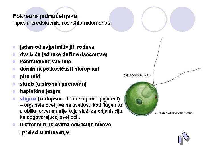 Pokretne jednoćelijske Tipican predstavnik, rod Chlamidomonas l l l l l jedan od najprimitivijih