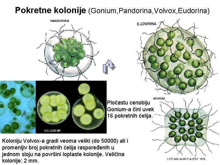 Pokretne kolonije (Gonium, Pandorina, Volvox, Eudorina) Pločastu cenobiju Gonium-a čini uvek 16 pokretnih ćelija.