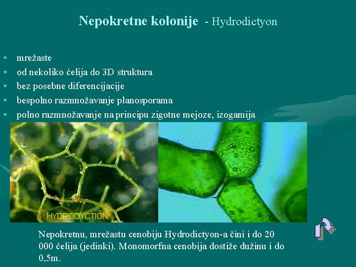 Nepokretne kolonije - Hydrodictyon • • • mrežaste od nekoliko ćelija do 3 D