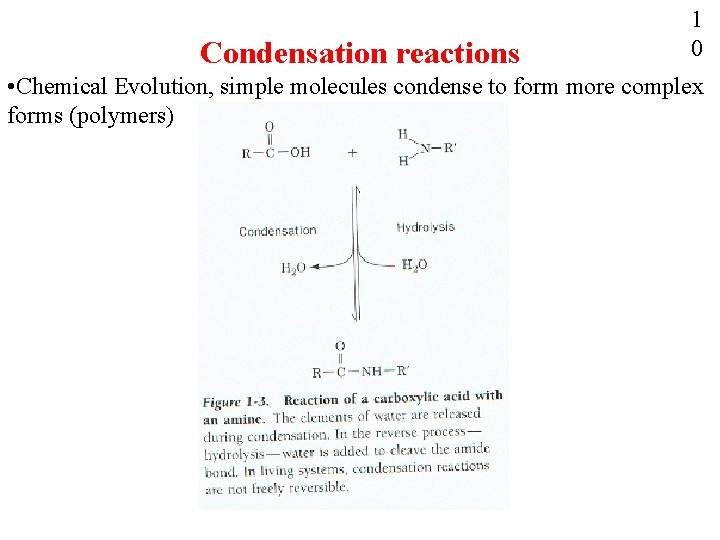 Condensation reactions 1 0 • Chemical Evolution, simple molecules condense to form more complex