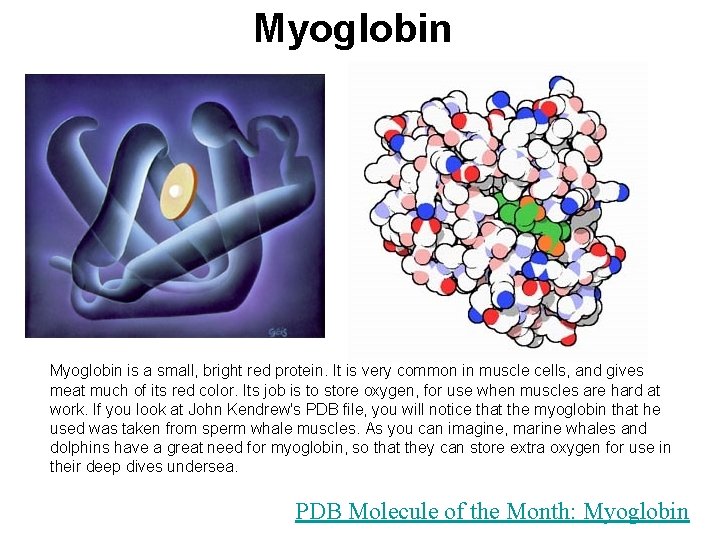 Myoglobin is a small, bright red protein. It is very common in muscle cells,