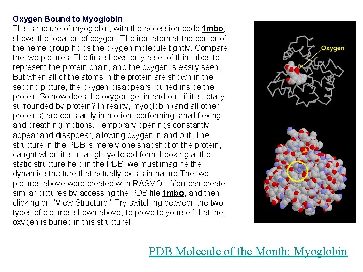 Oxygen Bound to Myoglobin This structure of myoglobin, with the accession code 1 mbo,