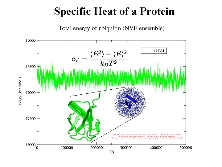 Specific Heat of a Protein 