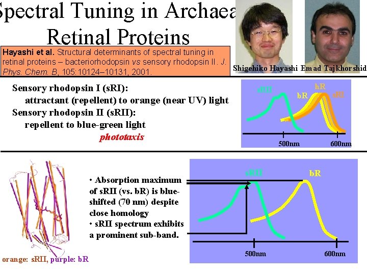 Spectral Tuning in Archaeal Retinal Proteins Hayashi et al. Structural determinants of spectral tuning