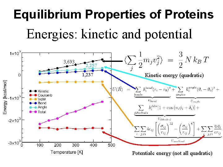 Equilibrium Properties of Proteins Energies: kinetic and potential 3, 693 2, 257 1, 237