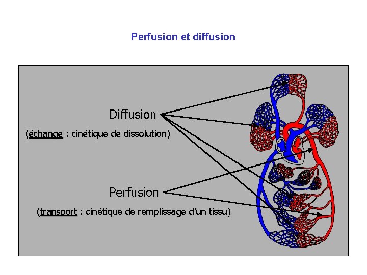 Perfusion et diffusion Diffusion (échange : cinétique de dissolution) Perfusion (transport : cinétique de