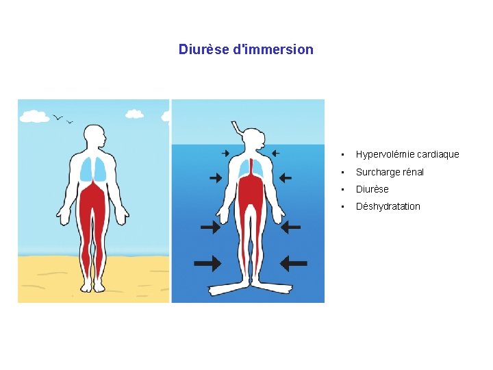 Diurèse d'immersion • Hypervolémie cardiaque • Surcharge rénal • Diurèse • Déshydratation 