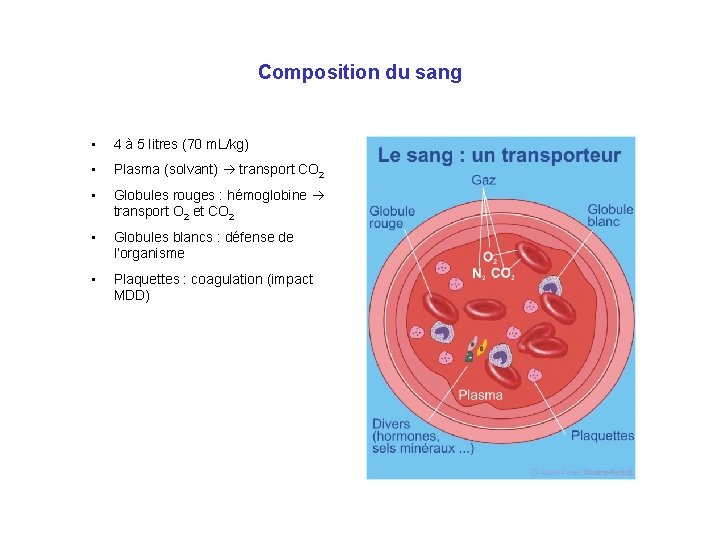 Composition du sang • 4 à 5 litres (70 m. L/kg) • Plasma (solvant)