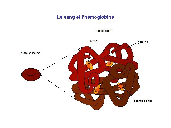 Le sang et l’hémoglobine 