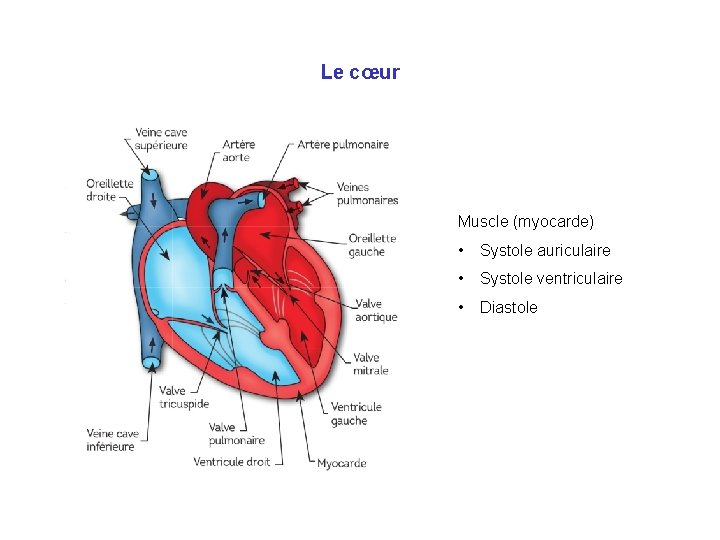 Le cœur Muscle (myocarde) • Systole auriculaire • Systole ventriculaire • Diastole 