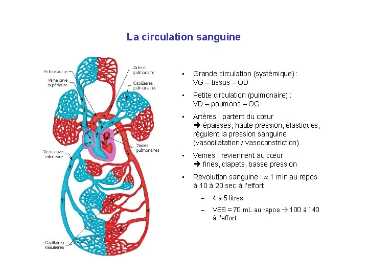 La circulation sanguine • Grande circulation (systémique) : VG – tissus – OD •