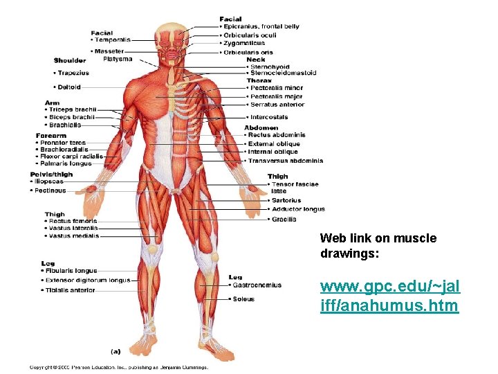 Web link on muscle drawings: www. gpc. edu/~jal iff/anahumus. htm 