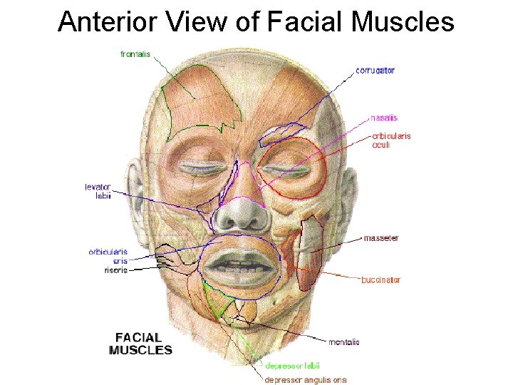 Anterior View of Facial Muscles 