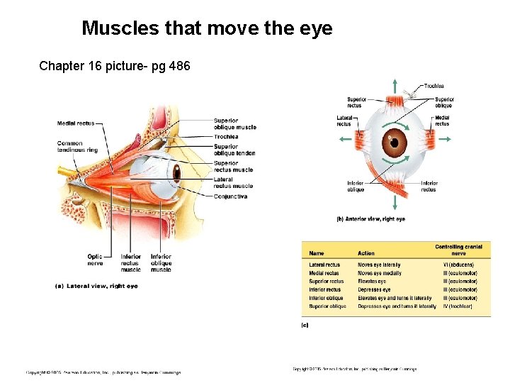 Muscles that move the eye Chapter 16 picture- pg 486 
