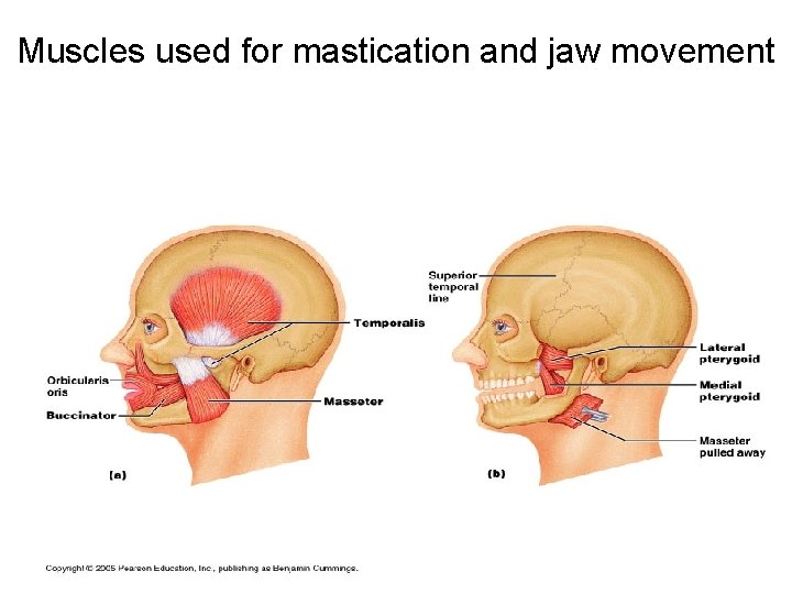 Muscles used for mastication and jaw movement 