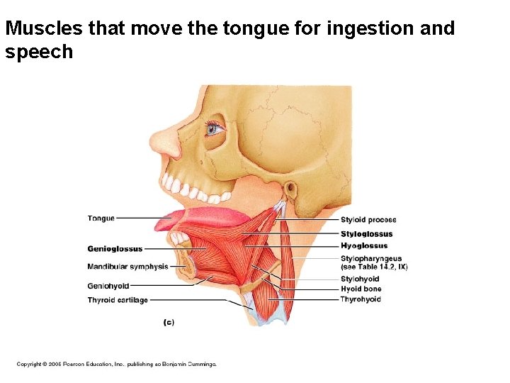 Muscles that move the tongue for ingestion and speech 