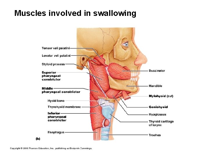 Muscles involved in swallowing 