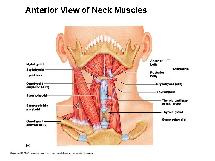Anterior View of Neck Muscles 