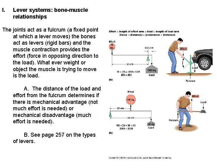 I. Lever systems: bone-muscle relationships The joints act as a fulcrum (a fixed point