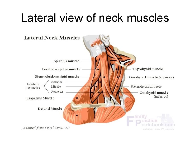 Lateral view of neck muscles 