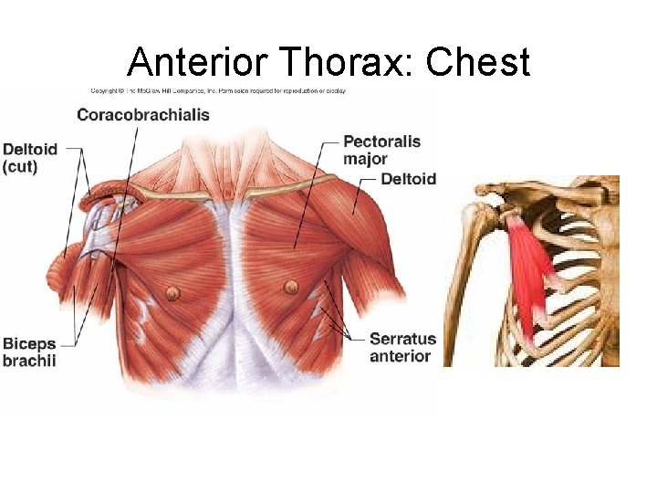 Anterior Thorax: Chest 