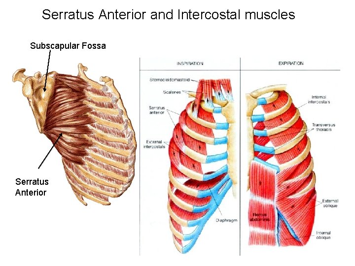 Serratus Anterior and Intercostal muscles Subscapular Fossa Serratus Anterior 
