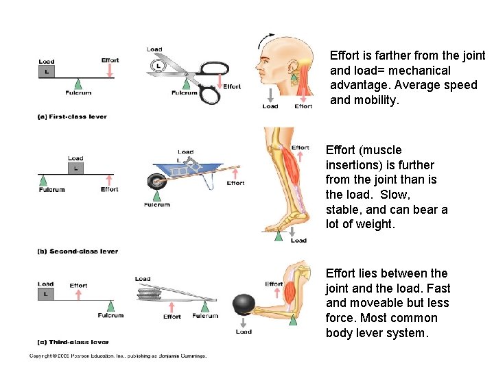 Effort is farther from the joint and load= mechanical advantage. Average speed and mobility.