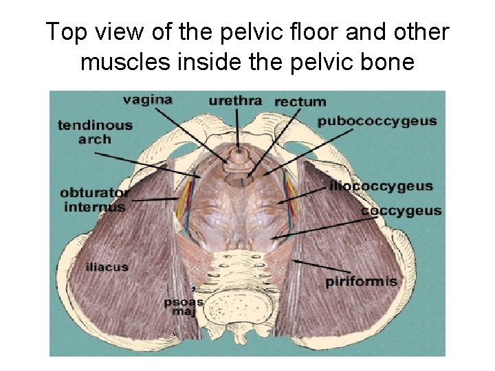 Top view of the pelvic floor and other muscles inside the pelvic bone 