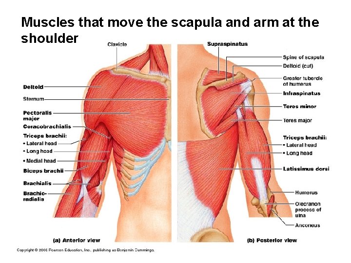 Muscles that move the scapula and arm at the shoulder 