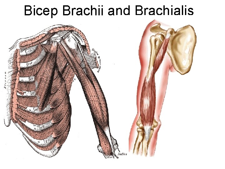 Bicep Brachii and Brachialis 