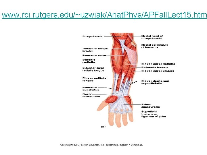 www. rci. rutgers. edu/~uzwiak/Anat. Phys/APFall. Lect 15. htm 