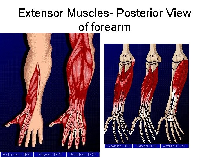Extensor Muscles- Posterior View of forearm 