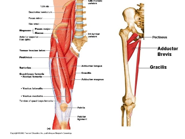 Adductor Brevis Gracilis 