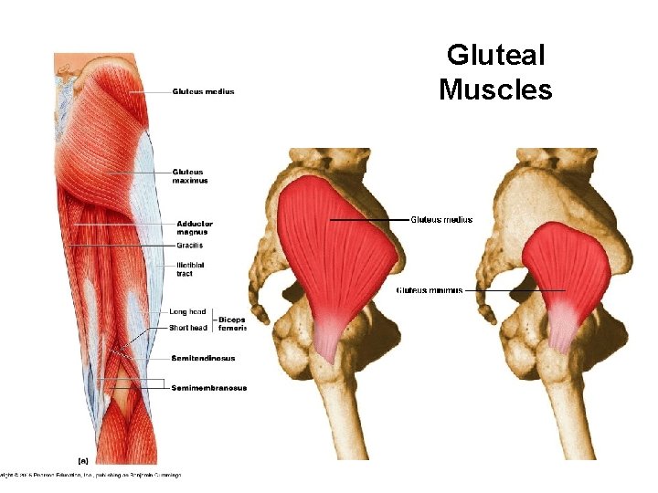 Gluteal Muscles 
