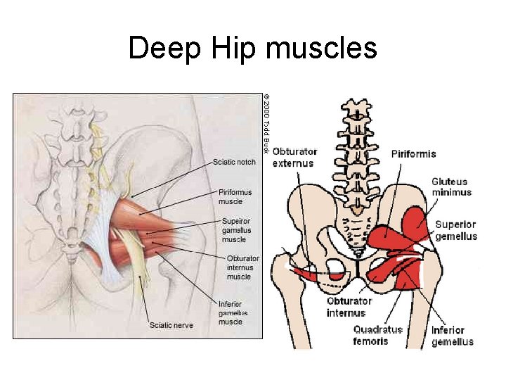 Deep Hip muscles 