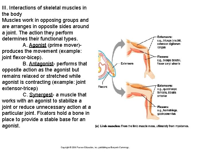 III. Interactions of skeletal muscles in the body Muscles work in opposing groups and