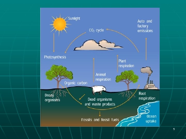 THE CARBON CYCLE AND THE HUMAN IMPACT 1