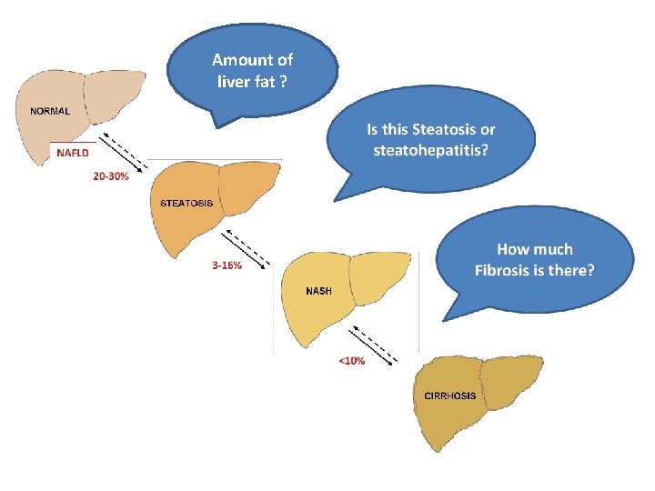 Amount of liver fat ? 